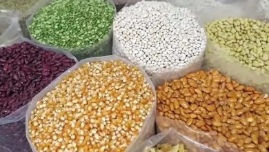 Photo of किसानले किन मन पराउँछन् हाइब्रिड जात ?